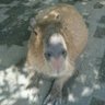 Profilbild von カズト