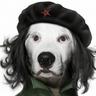 alteest's profile picture