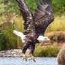 Фото профиля Soaring Eagle