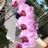 Фото профиля rosana salgado
