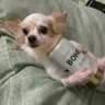 Profilbild von bêbada cachorra
