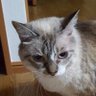猫左衛門𓃟フォロバしない人 的头像