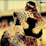 ISILO_SAMABANDLA's profile picture