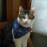 TぽんぽこT's profile picture