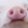 Chiibuta's profile picture