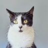 KiesMyKant's profile picture