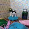 ミュラ猫's profile picture