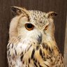 ぜくす 的头像