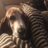 Фото профиля JC Basset