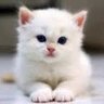 Фото профиля Cool Cat