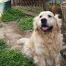 すのー 的头像