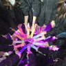 mmia #IZONEWIZONETOGETHER 的头像