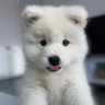 Profilbild von S-v-e-t-l-a-n-a