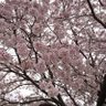 Фото профиля やえざくら