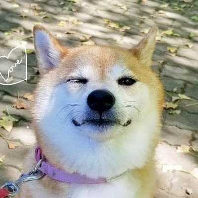 okoge_shiba's profile picture