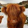 Profilbild von Interrupting Cow