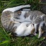 コマトム profil fotoğrafı