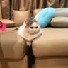 Атлант's profile picture