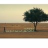 ابو سلمان 的头像