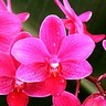 Фото профиля Seri Anggerik