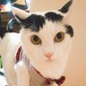 Profilbild von 猫又🐈‍⬛