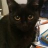 🙎♀️Tartine et 🐾 🐈⬛ Réglisse 🐾 profil fotoğrafı