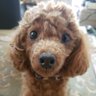 kumao profil fotoğrafı