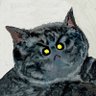 Profilbild von Zezhou Chen