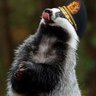 Borsuk 🦡 的头像