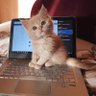 Reema profil fotoğrafı