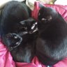 Julie with the six cats 的头像