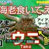 Profilbild von 腐れ外道とサムギョプサル