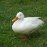 Profilbild von A One Legged Duck