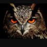 Фото профиля oiseau de minerve 🦉