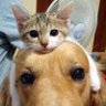 すずのねね's profile picture
