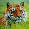 God's Tigeris's profile picture