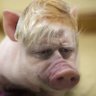 Lord Addiktedtored's profile picture