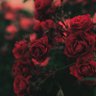 queen 的头像