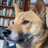 Doge X,Y&Z's profile picture