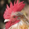 Profilbild von Rooster