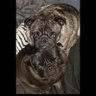 Profilbild von Pug_Momma