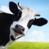 ちっち(Switch)🐮🦈🐥🤮🐑's profile picture