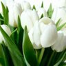 tulip_88 的头像
