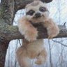 Profilbild von Sloth Knows Ball