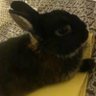 Profilbild von walou aerien