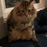 sniffles's profile picture
