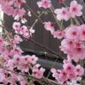 kaguyahime profil fotoğrafı