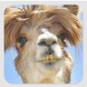 helmethead400's profile picture