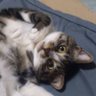 ミケラン profil fotoğrafı
