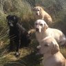 🇺🇦 Khaleesi, Mother of Labradors's profile picture